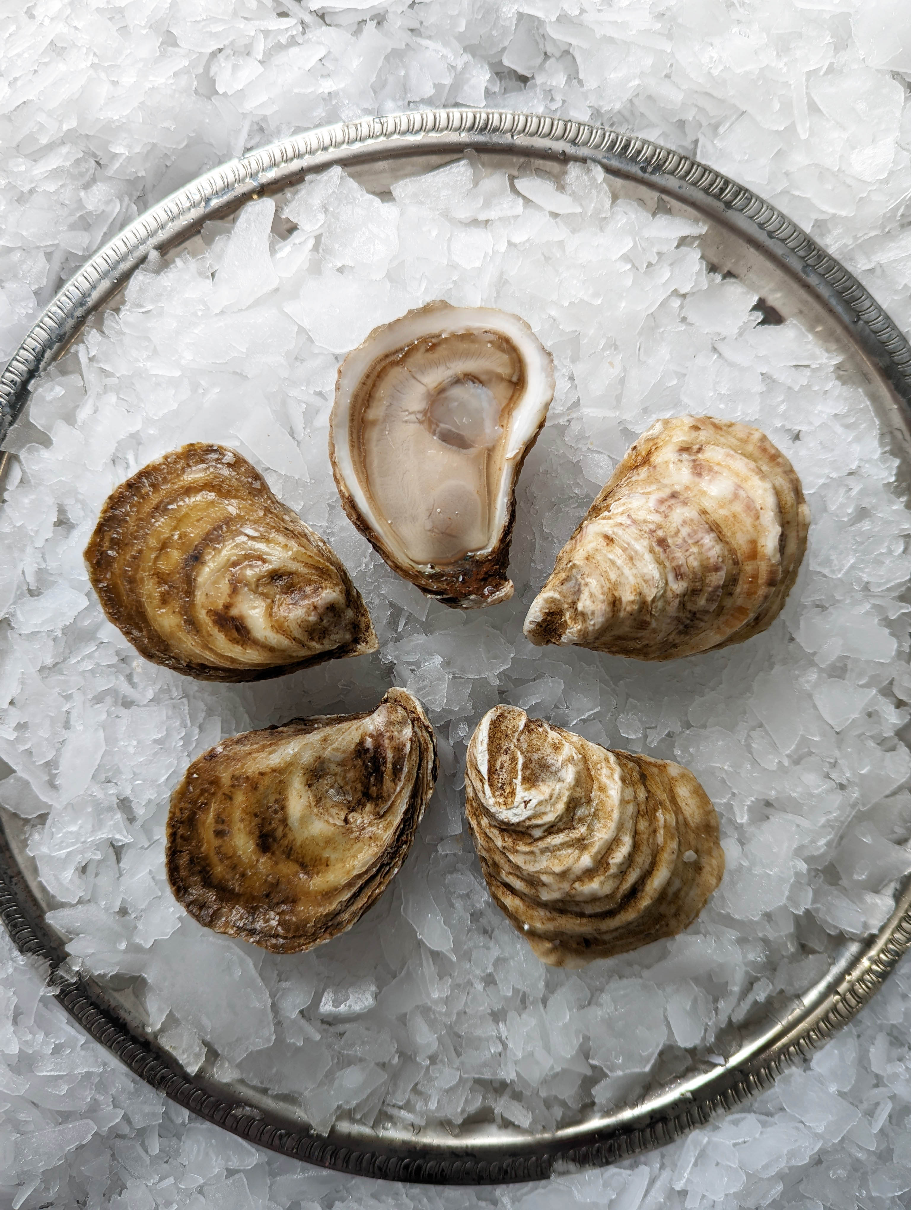 Irish Point Oyster — Oysterology Online Pangea Shellfish Company